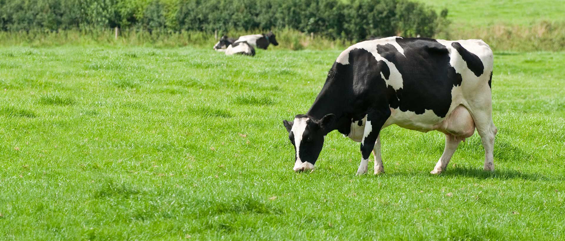 Canaan Factories Limited - Healthy dairy cow grazing in a lush green field